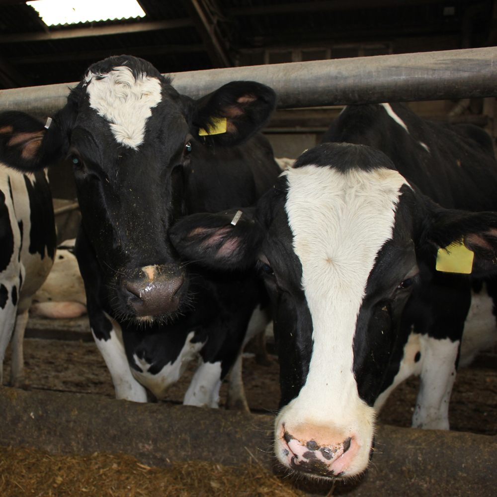 cows