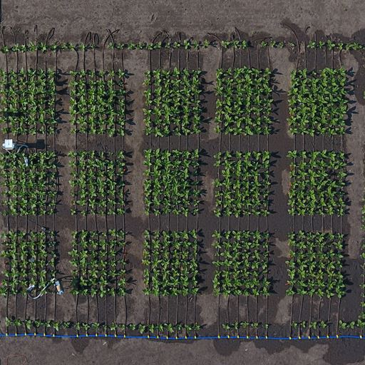 field trials
