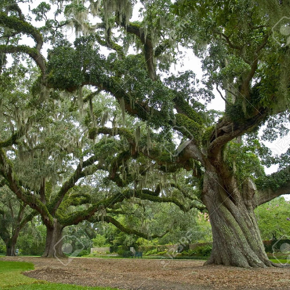 Trees representing biodiversity at Essex