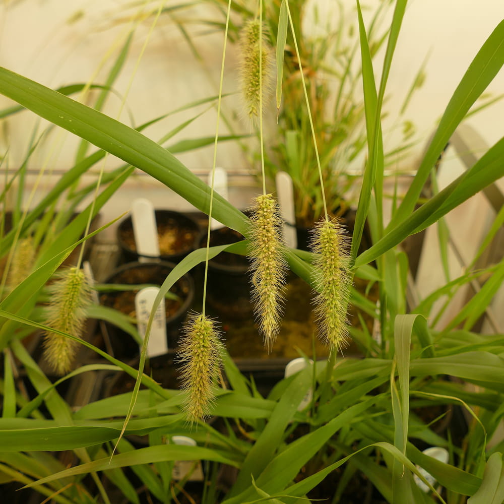 Patricia Lopex research