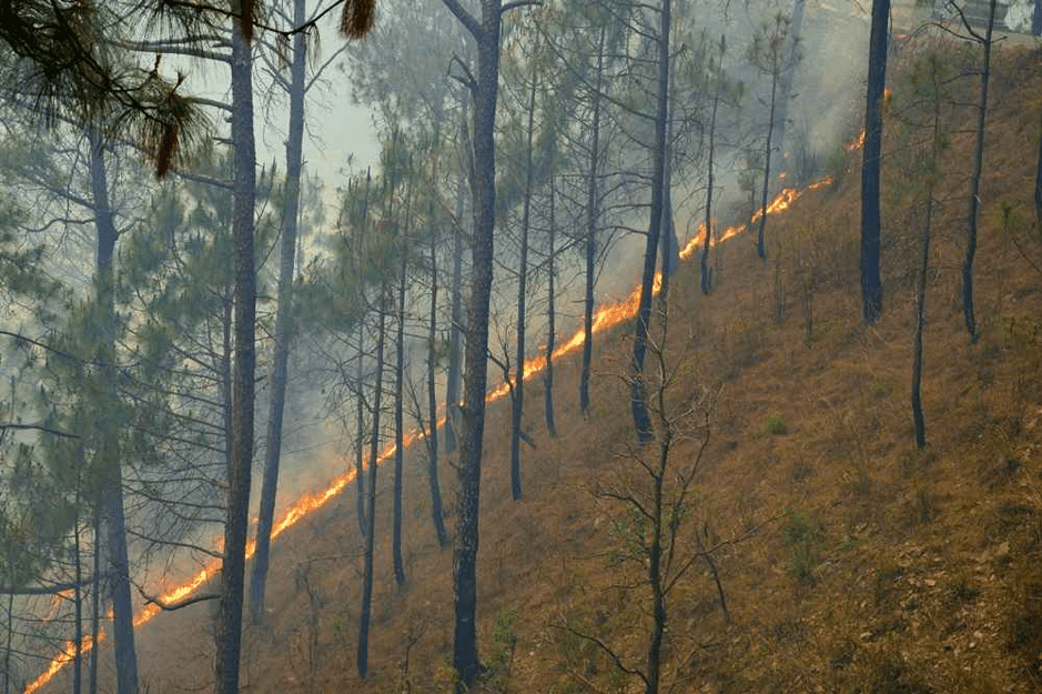 Forest fire