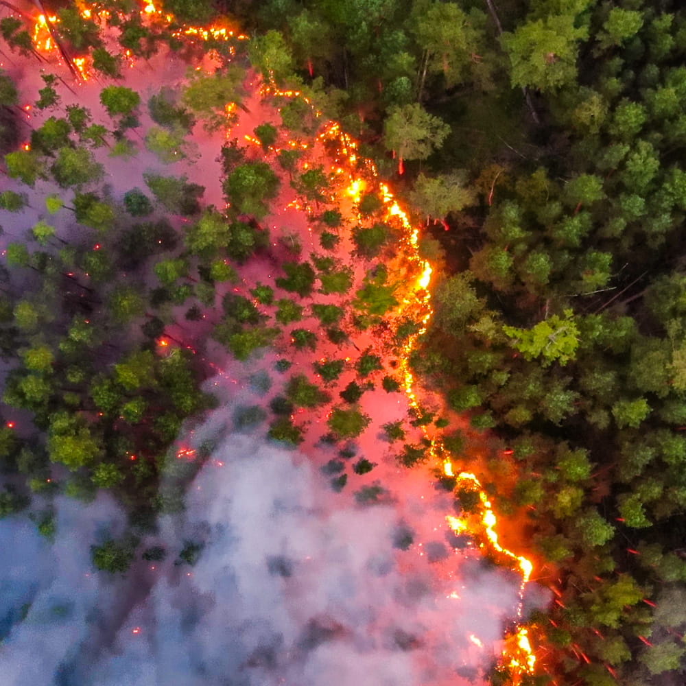 overhead shot of fire through forest