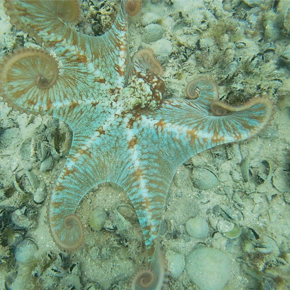 Caribbean reef octopus