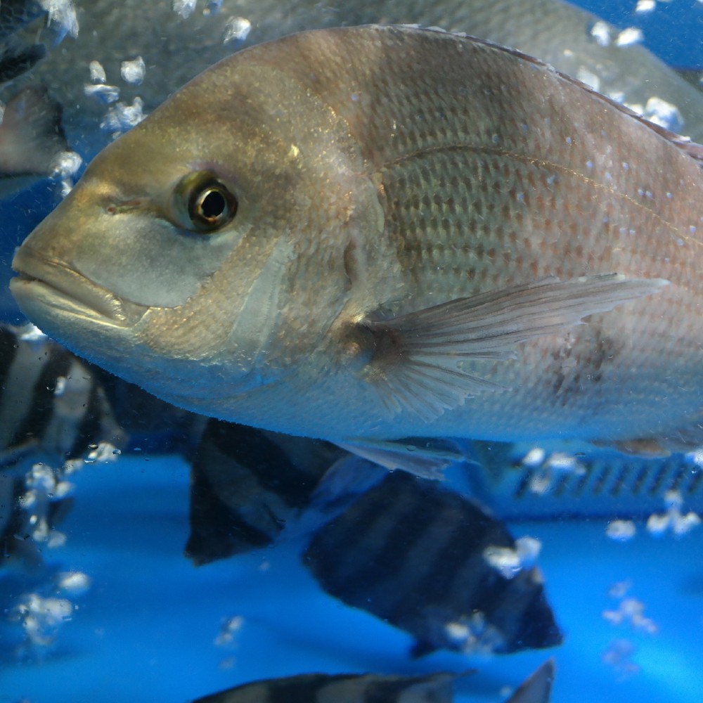sea bream swimming