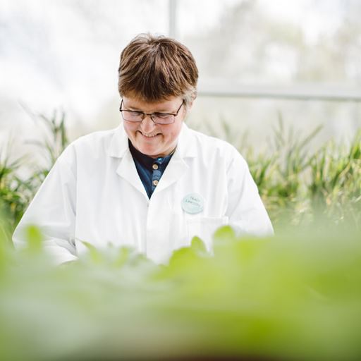 Professor Tracy Lawson working in greenhouse
