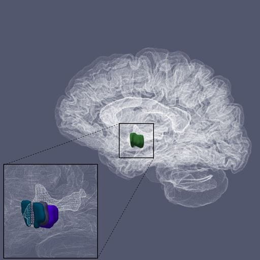 A hypothalamus in a brain scan