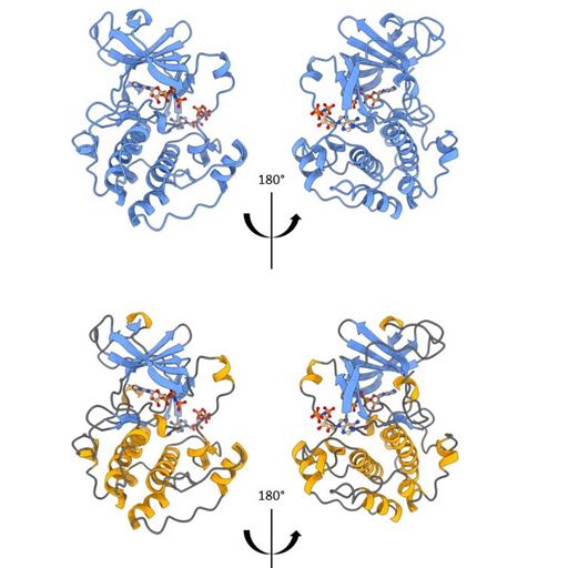 RSK4 protein