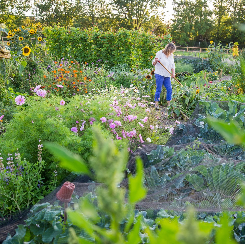 photo of community allotment by Tony Buckingham