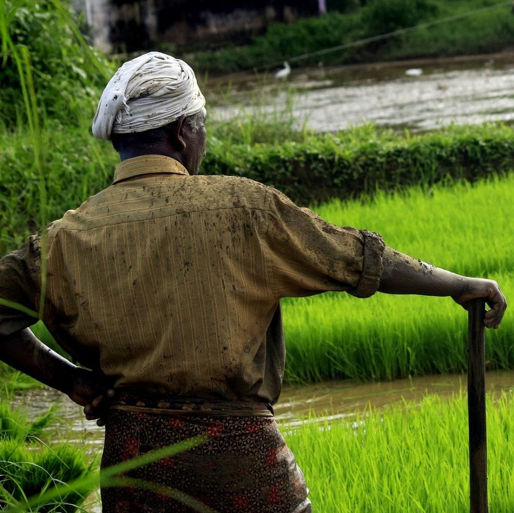 the back of a man in India looking out at fields and water
