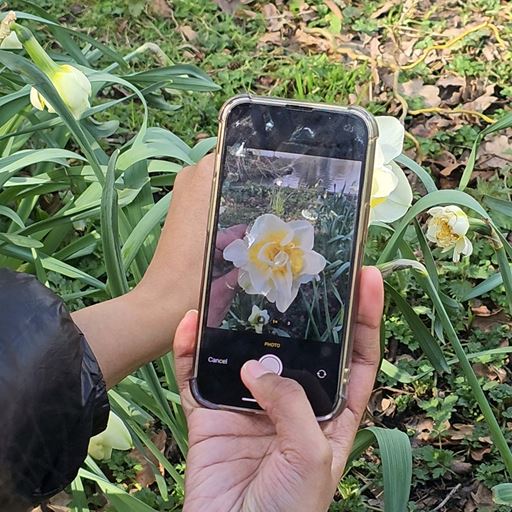 Person taking phot of yellow flower on their phone