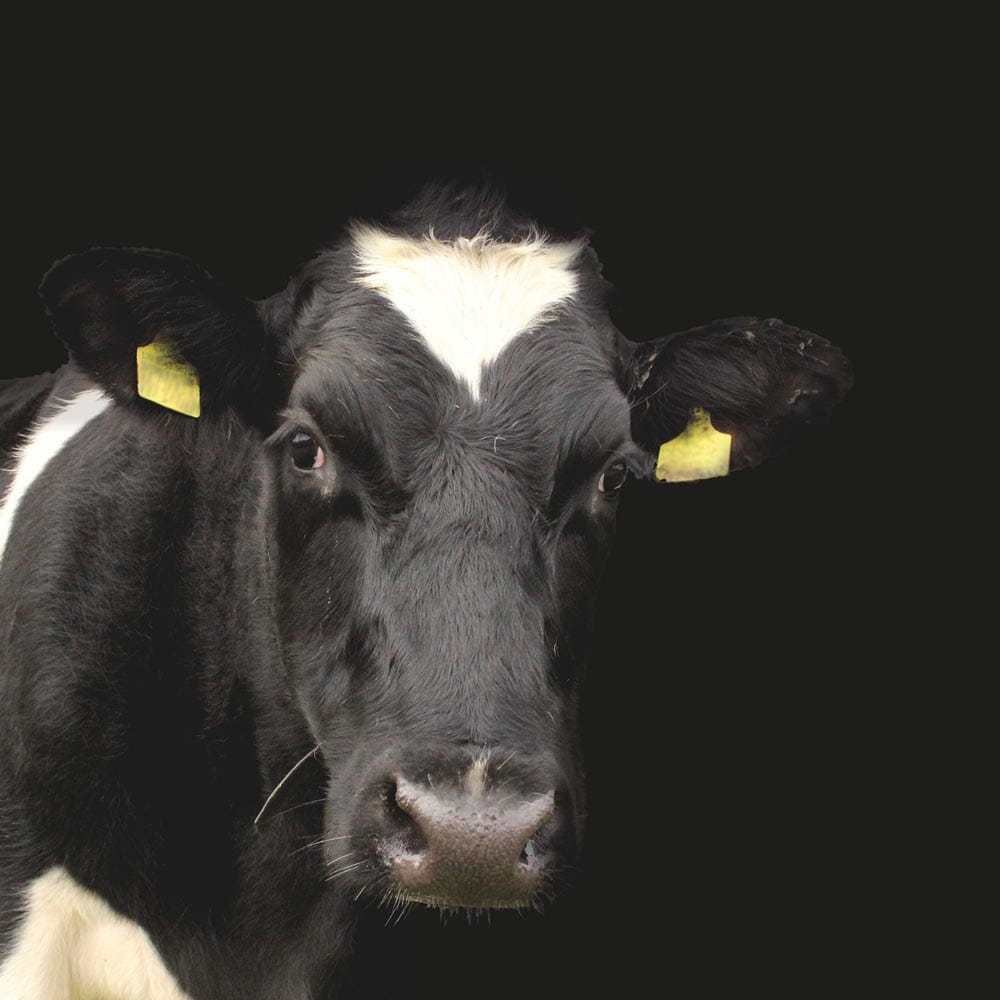 Dairy cow