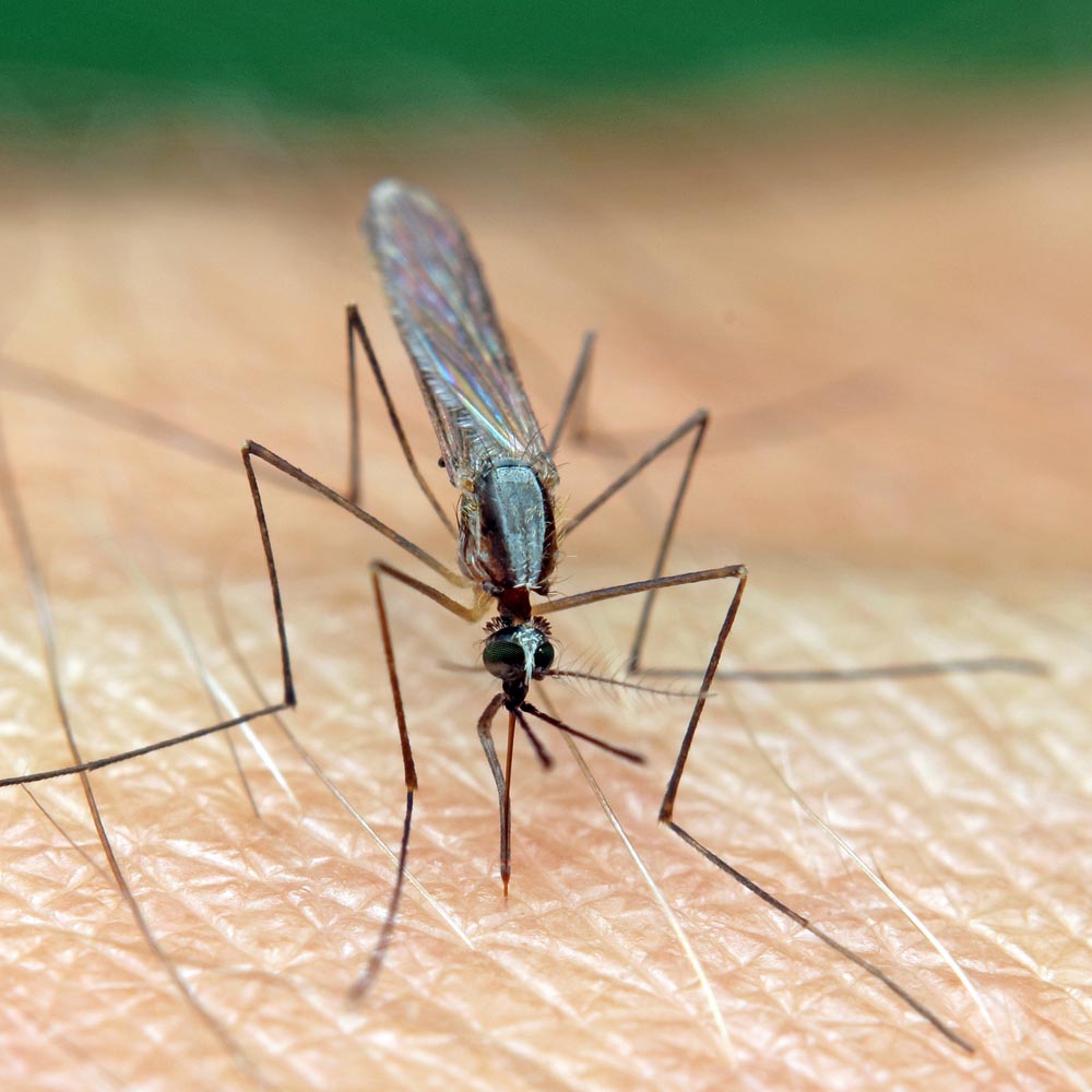 mosquito on human skin