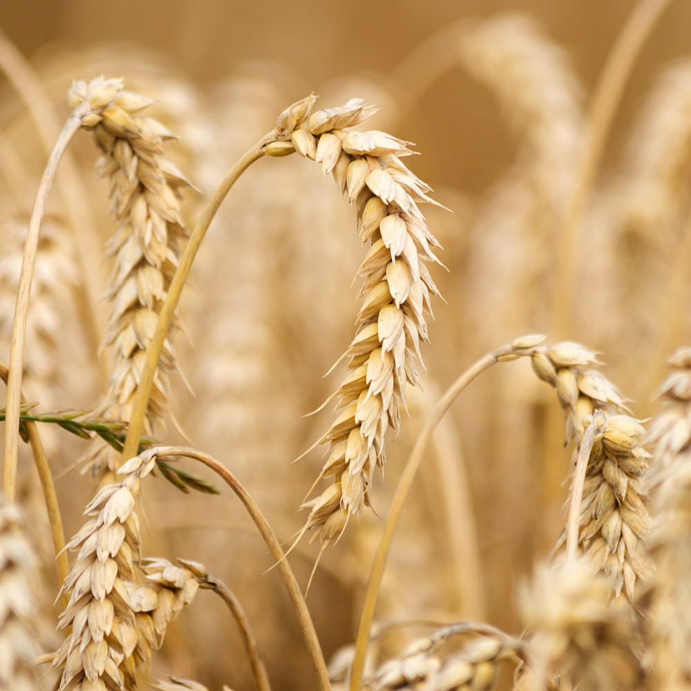 ears of wheat