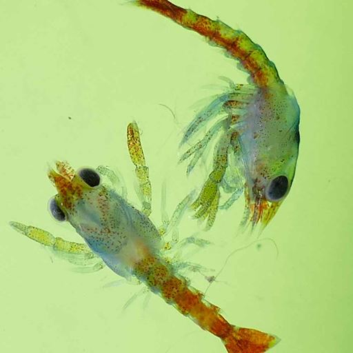 Lobster larvae seen under a microscope