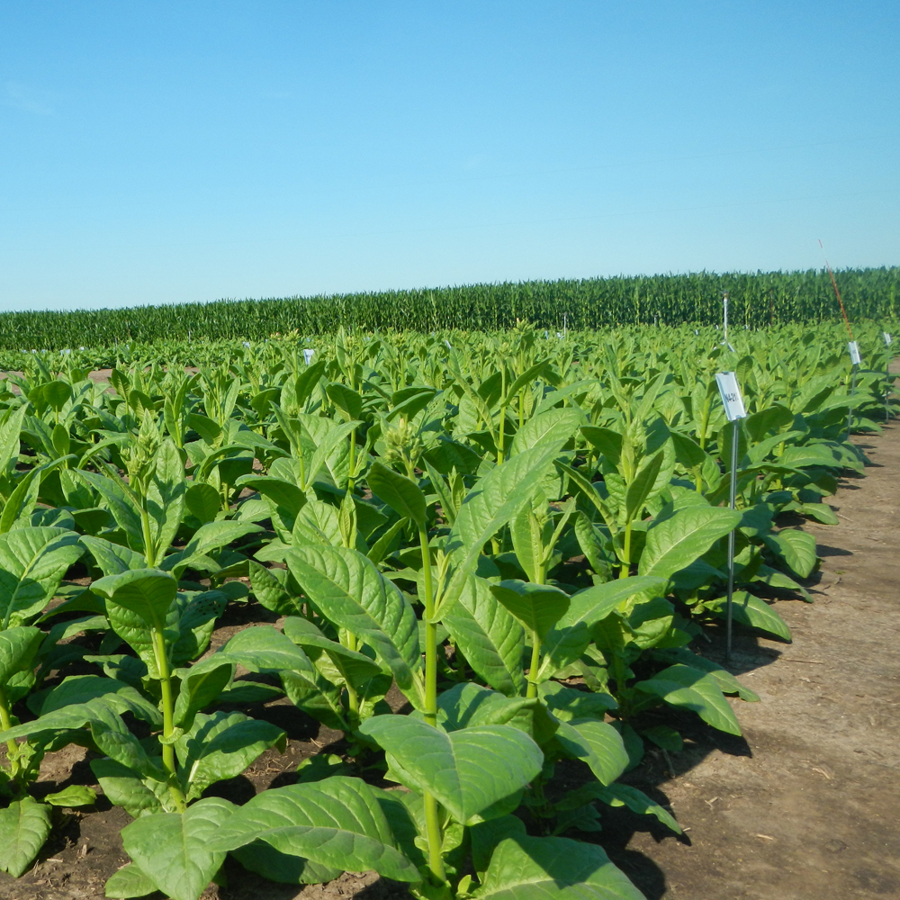 Field of soybean plants