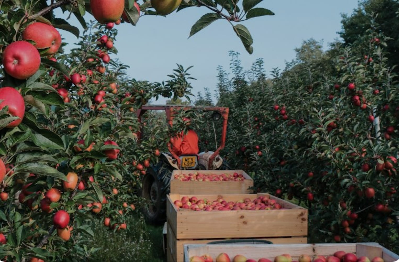 A tractor in a orchard with crates of apples
