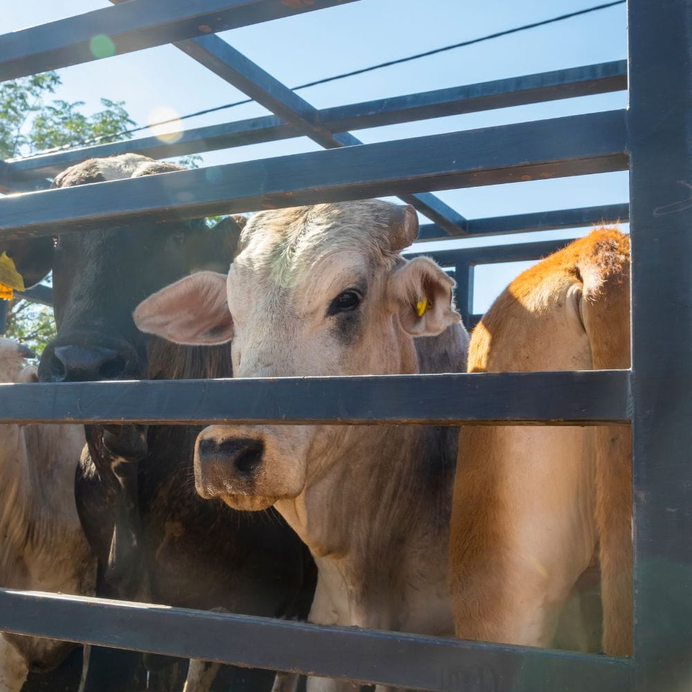 A cow looks out from a lorry while being transported