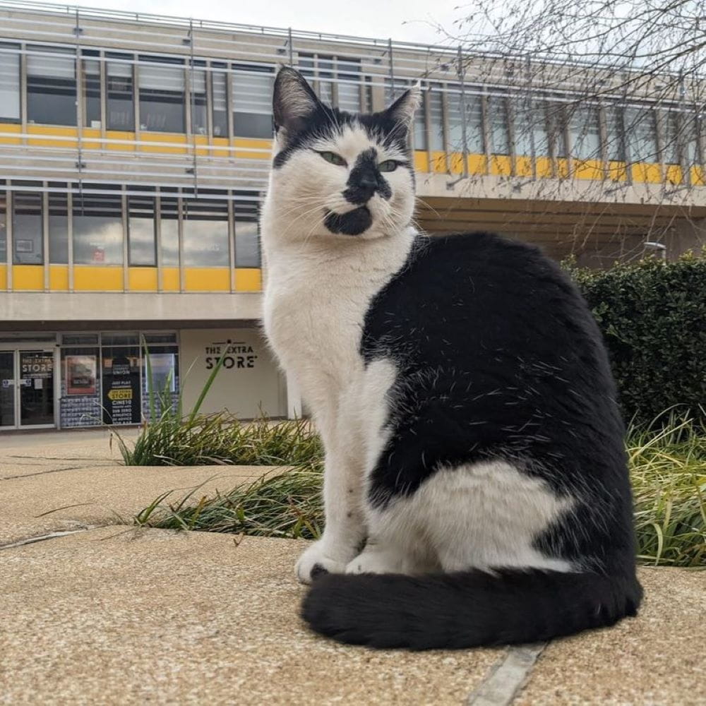 Picture of Pebbles the campus cat sitting in the square with The Store in the background