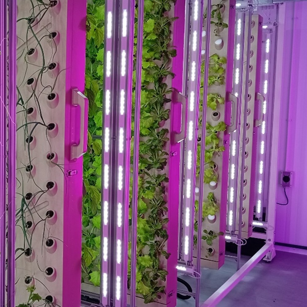 A vertical farm, with plants growing up columns and purple LED light illuminating them.