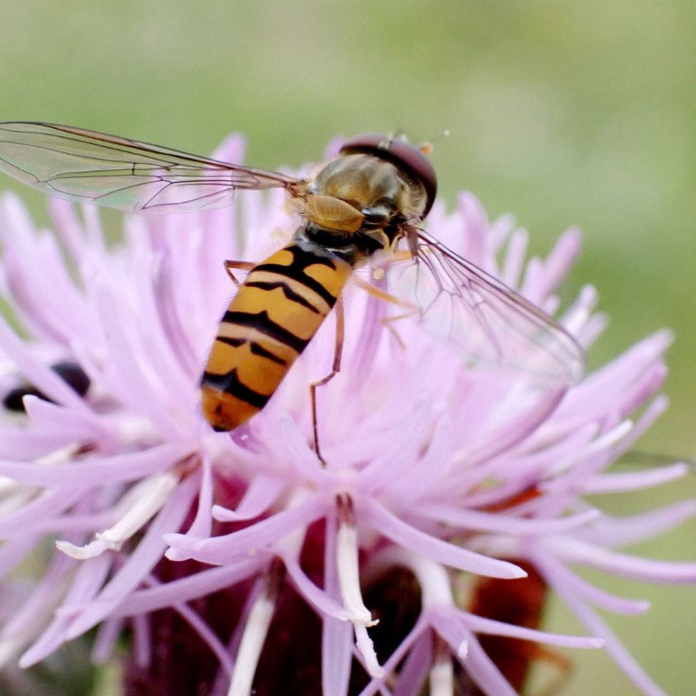 A brightly coloured flying insect rests on a beautiful flower