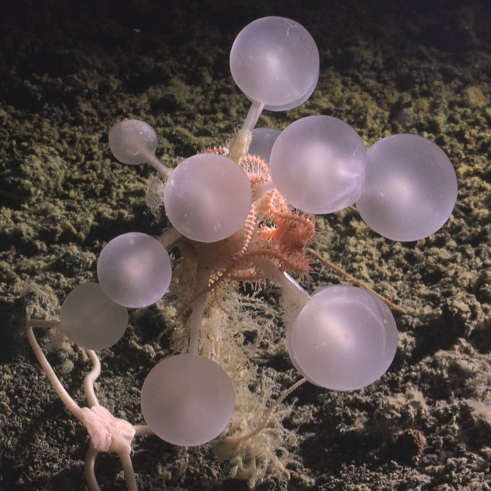 The Carnivorous Death-Ball Sponge