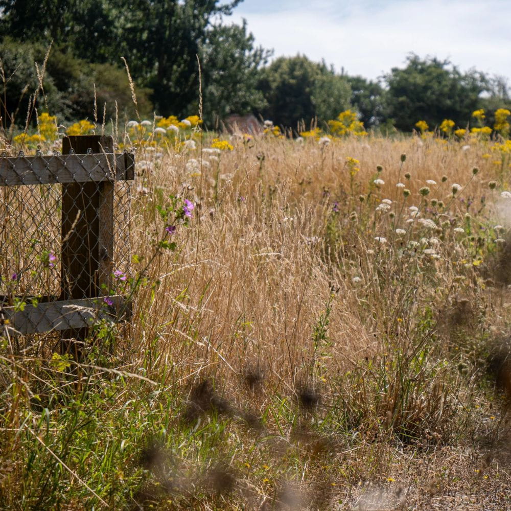 Wild Suffolk meadow 