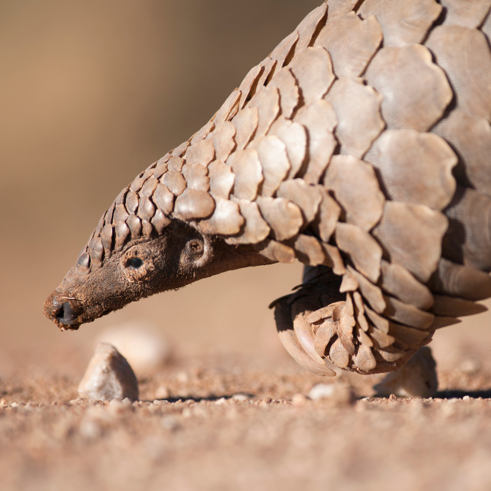 A pangolin searching for food