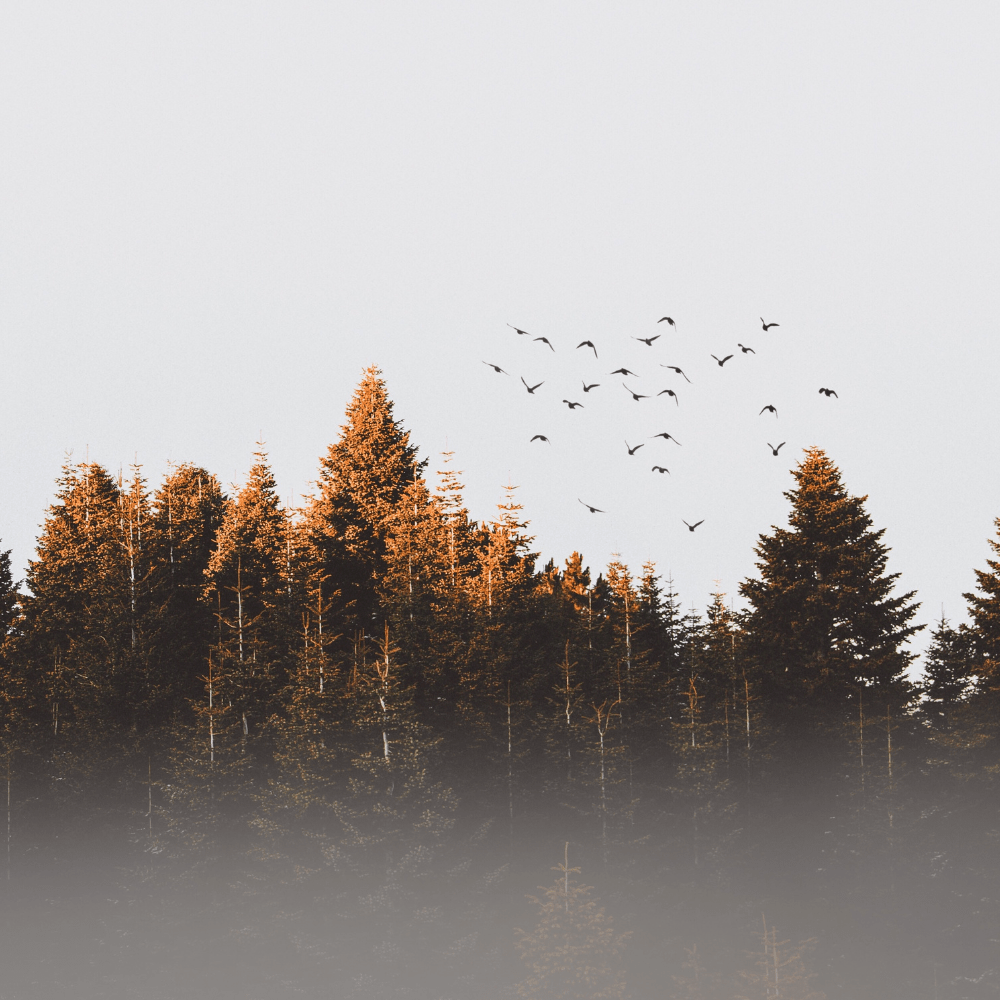 Birds flying over mighty redwoods