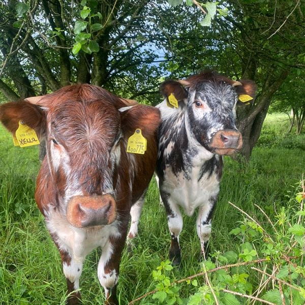Cutting-edge cow research supported by University of Essex | University ...
