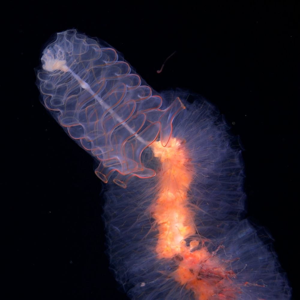 A close-up of a siphonophore, focusing on its Nectophores - structures that are specialized for swimming. During the expedition, researchers discovered coral gardens, hydrothermal vents, and many new species, including corals, sponges, snails, urchins, and sea stars. Image Credit: ROV SuBastian / Schmidt Ocean Institute 
