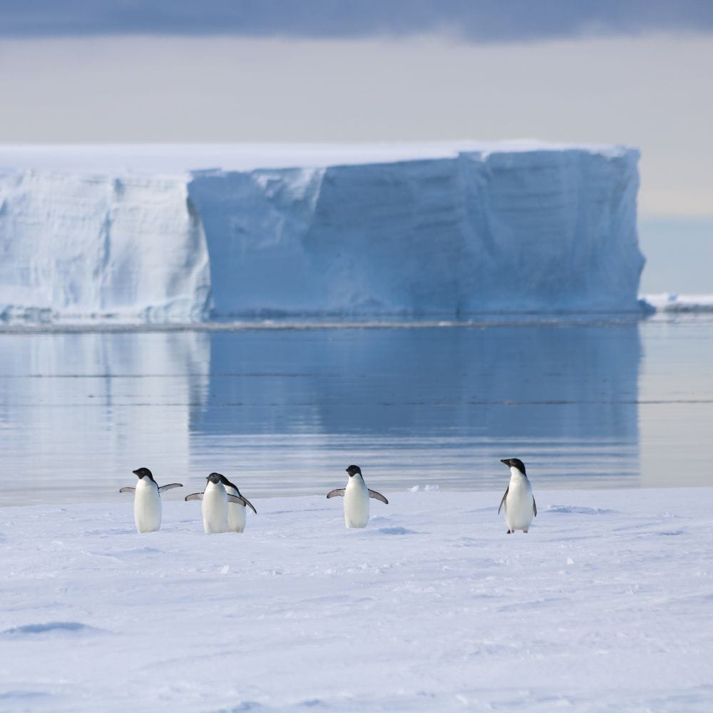 Four penguins on an ice shelf in front of an iceberg 