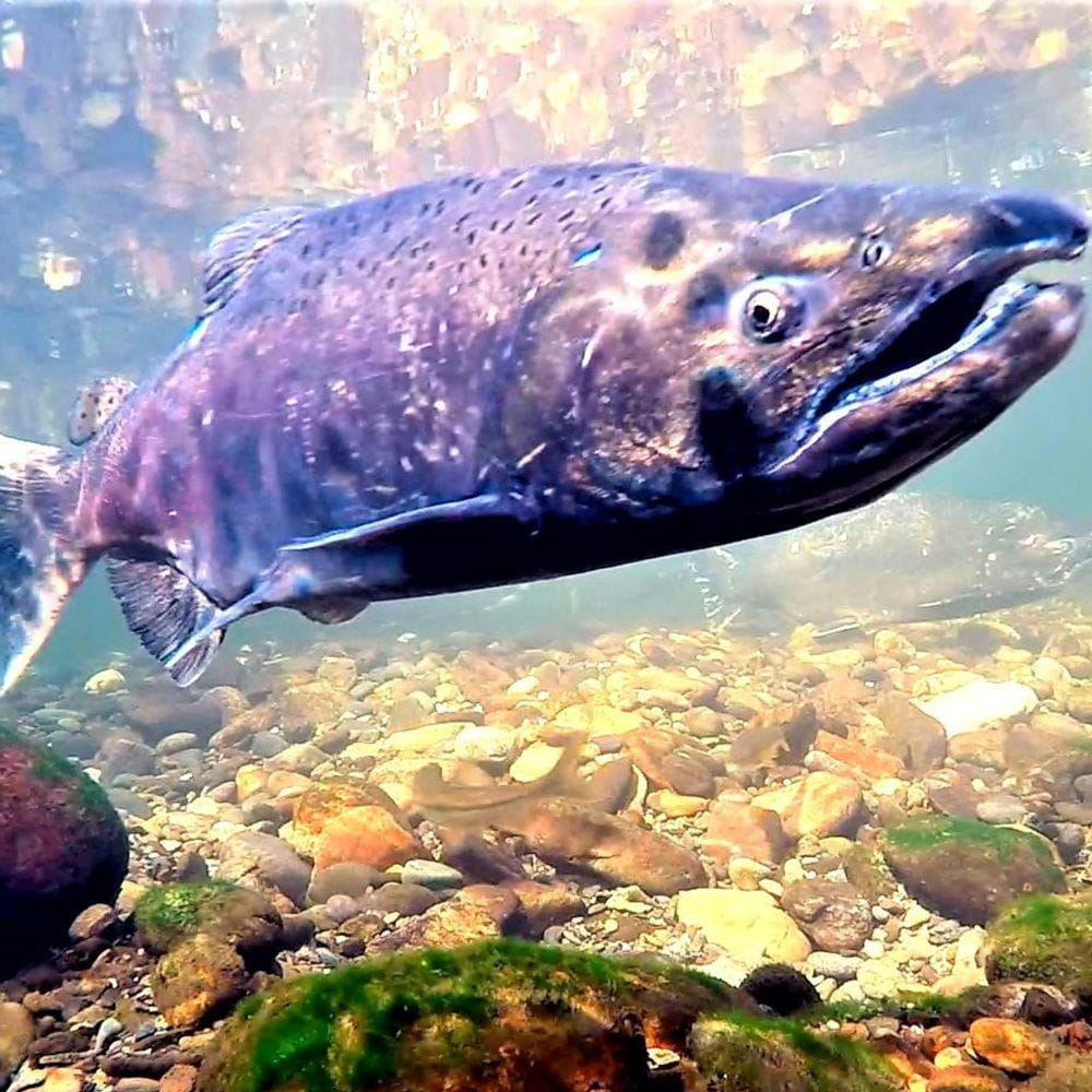 A salmon in the wild - credit Cramer Fish Sciences