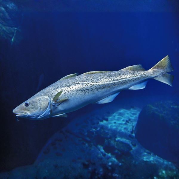 British fish face smaller meals due to warmer seas and fishing ...