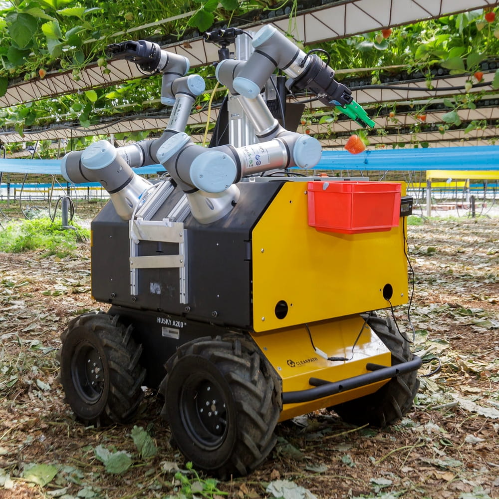 The strawberry-picking robot has been used at Wilkin and Sons vertical farm in Tiptree