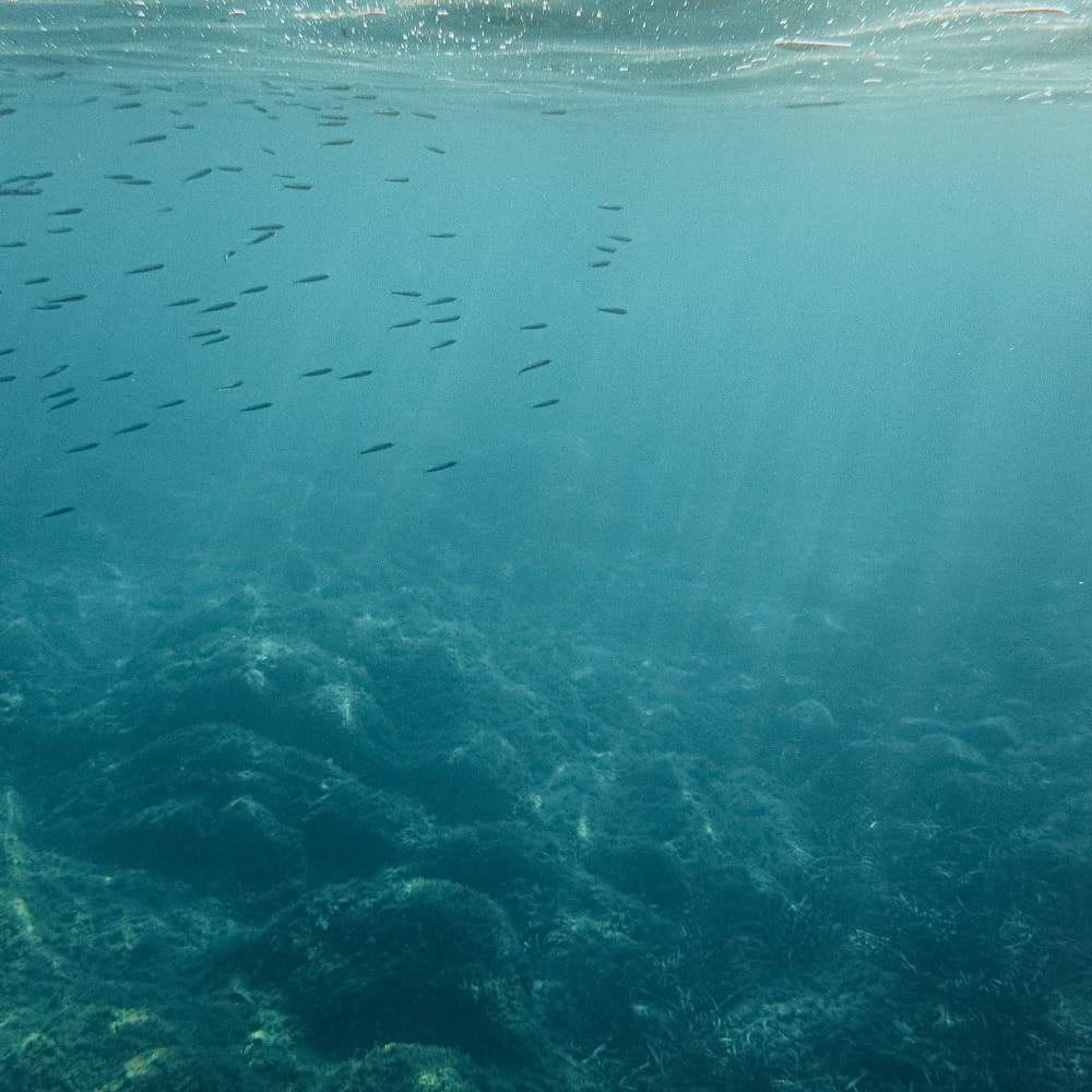 Fish swimming under the sea with rays of light shining through the surface