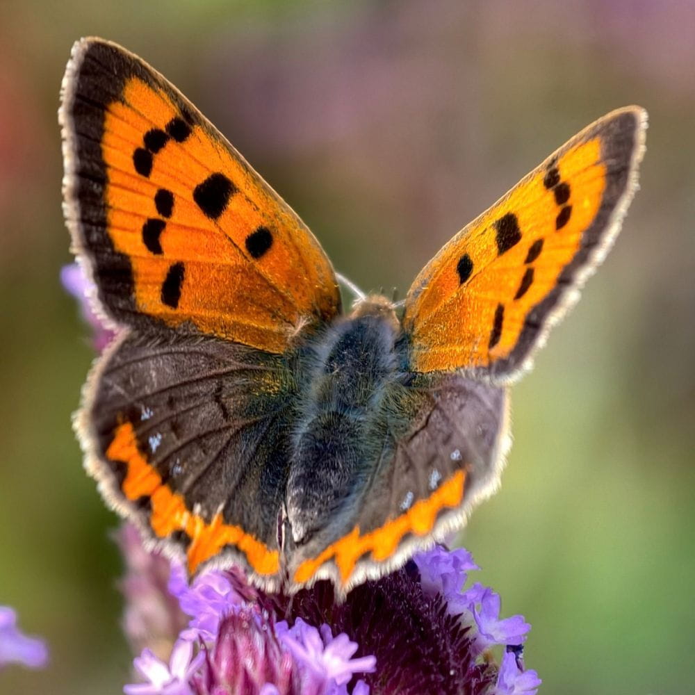 A small copper butterfly