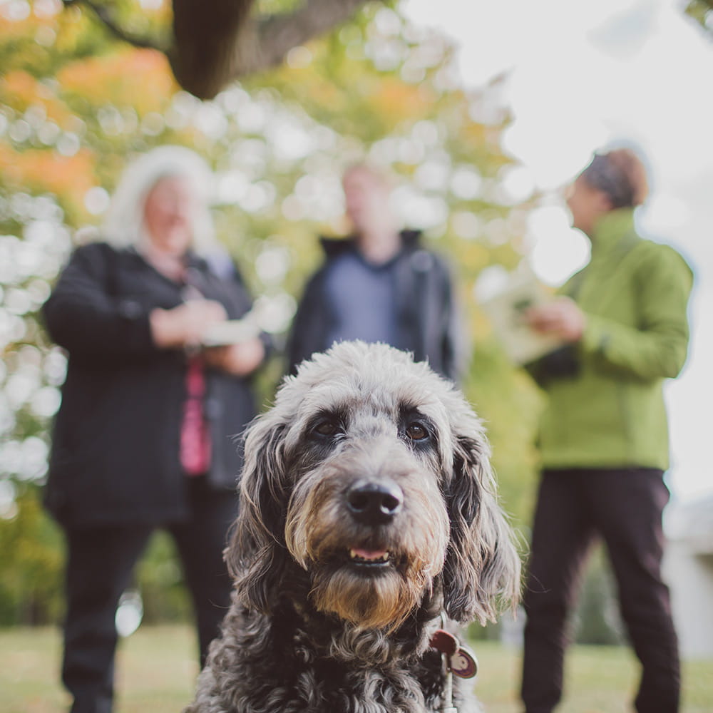 Dog and walkers at Colchester Campus