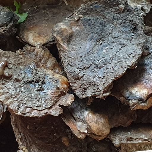 native Colchester oyster