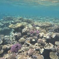 Coral in the Red Sea