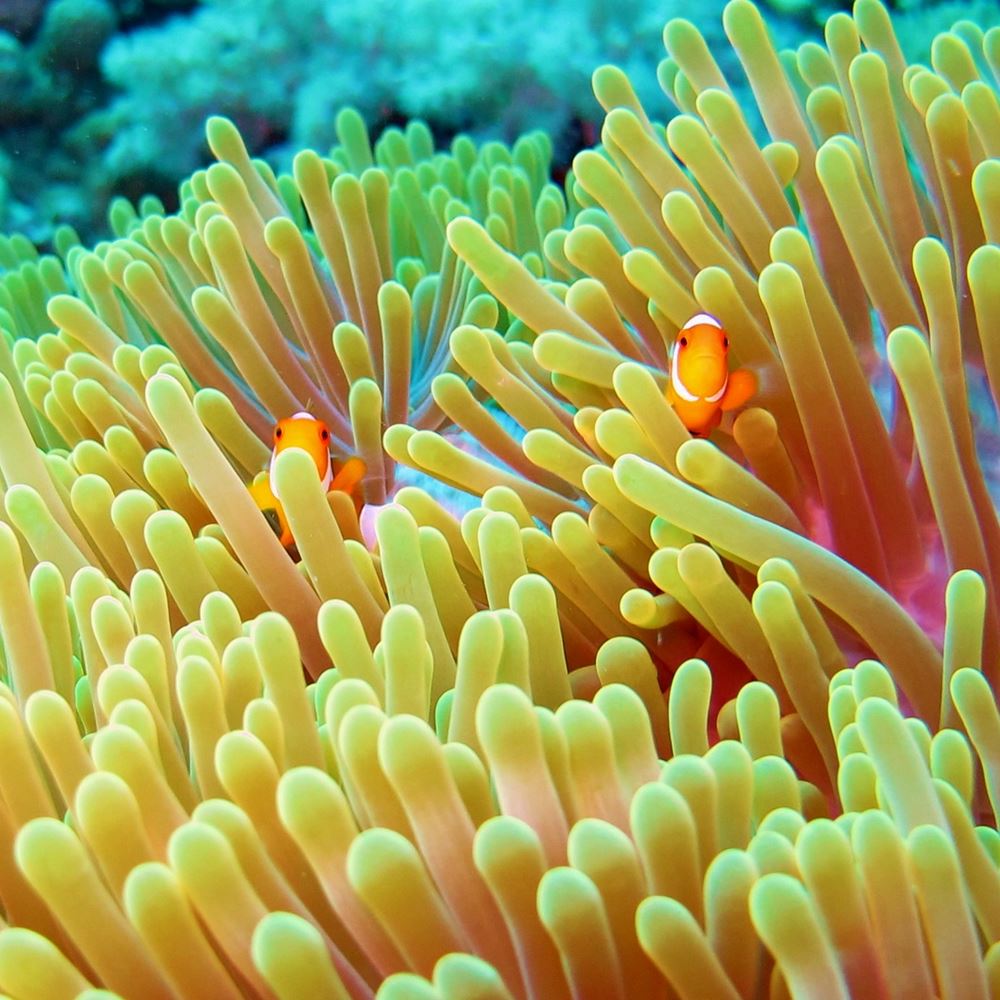 Two  orange clown fish swimming just above the yellow strands of an anenome.