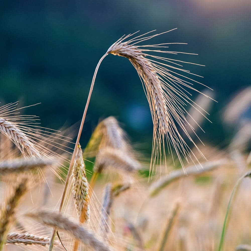 An ear of rye rising above rye crops growing around it.