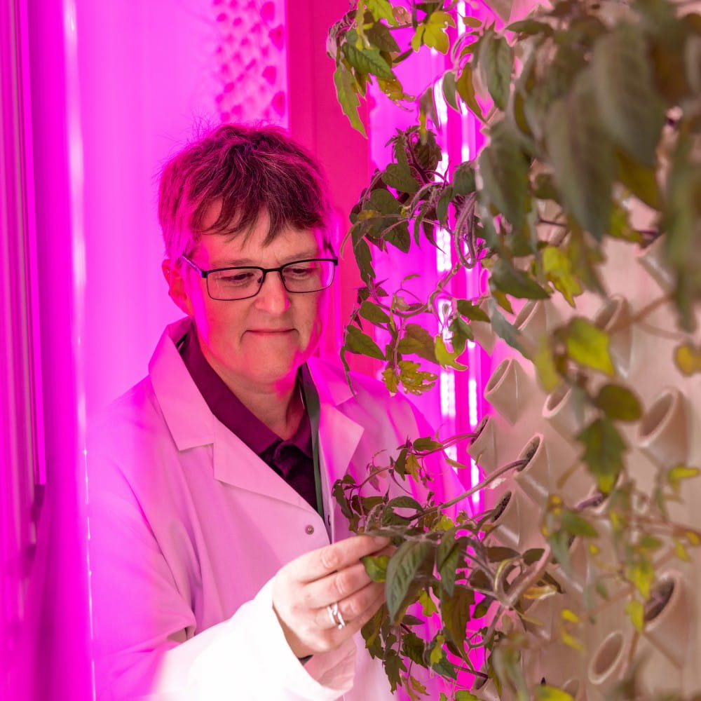 Professor Tracy Lawson examining leaves on a plant growing in a vertical farm.