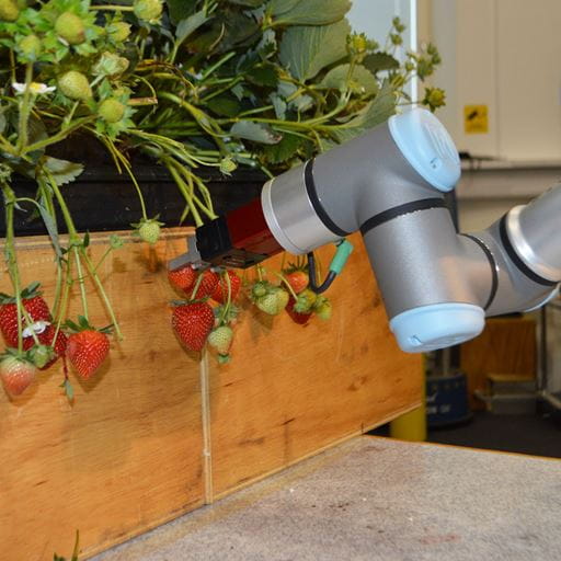 Robots picking strawberries