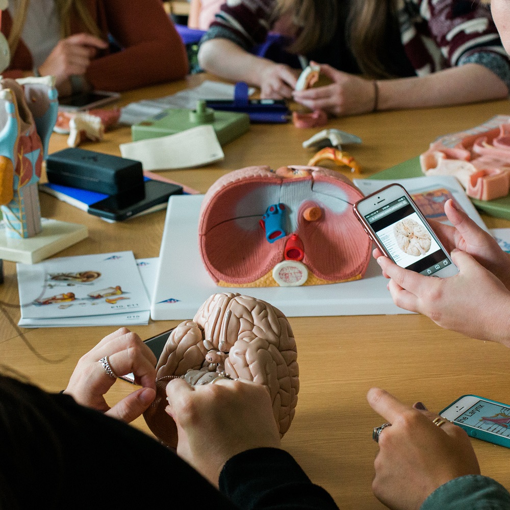 A table covered in plastic models of organs of the human body. Around the edge of the photo are people's hands and arms. In the foreground two hands are holding a model of the brain. To the right another pair of hands are holding a smartphone with a diagram of a brain on the screen.