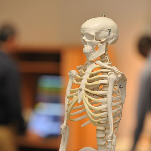 Skeleton in a lab