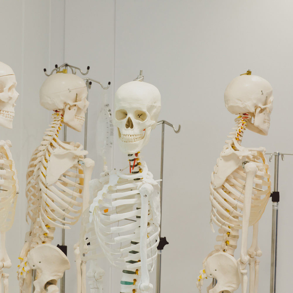 Four skeletons standing in a room.  One facing the camera