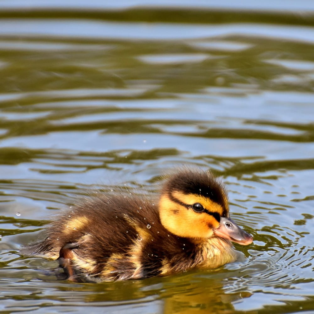 A mallard duckling on water.