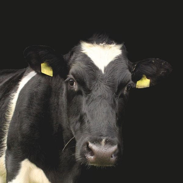 Cow tracking project | University of Essex