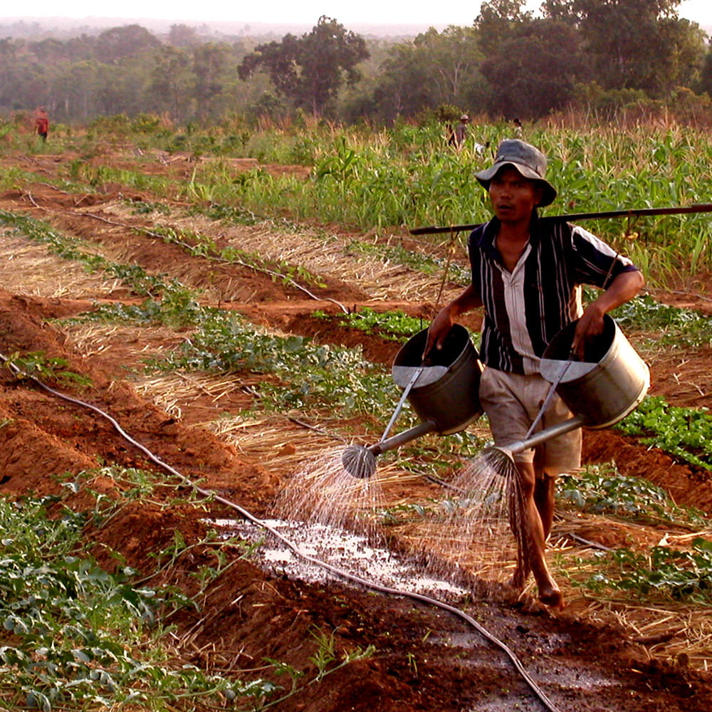 A person holding two watering cans which are carried by a pole across their shoulders. They are watering some plants in a field.