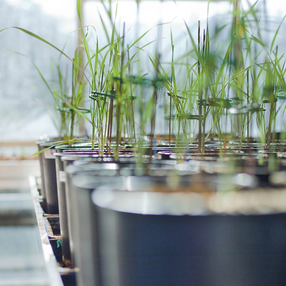 A row of black plastic plant pots, from the front of the photo to the back, with small green shoots growing out of the pots, and a window in the background.